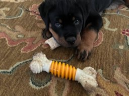 bubba 2